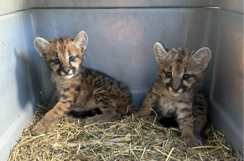 Dos cachorros de puma