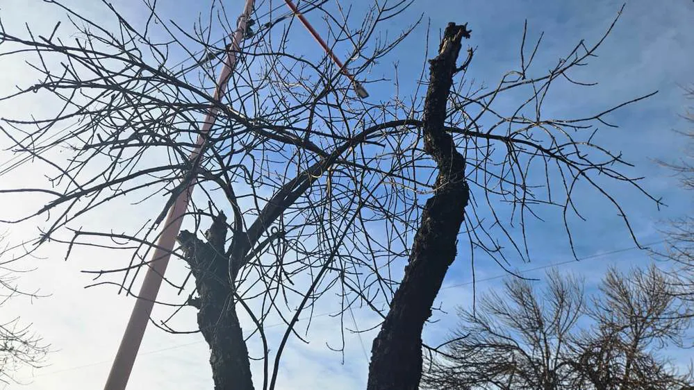 ECOOBJETIVO FOTO ARROYITO RENOVACION ARBOLEDA 1