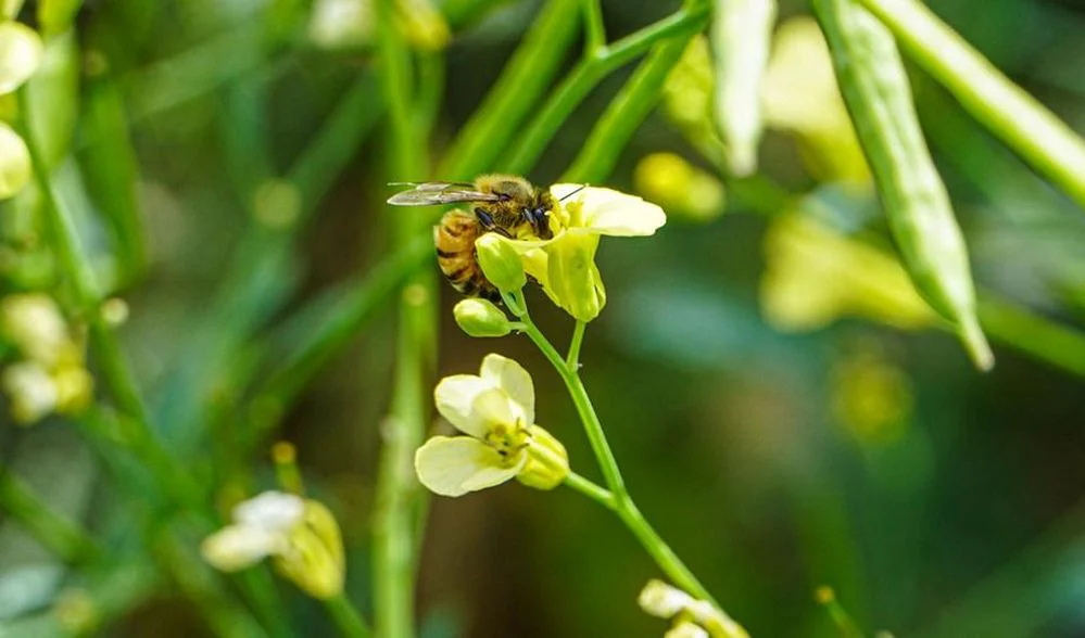 ECOOBJETIVO FOTO CALCULADORA HUELLA CARBONO