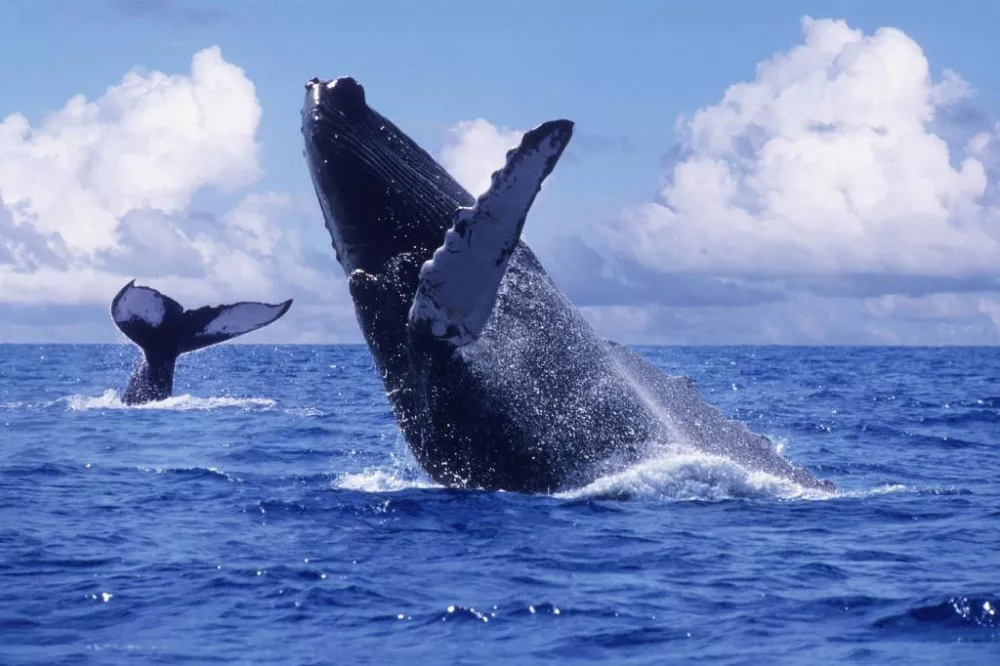 ballena