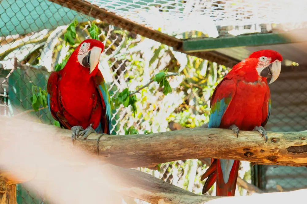 _Guacamayo Rojo especies en peligro de extinción