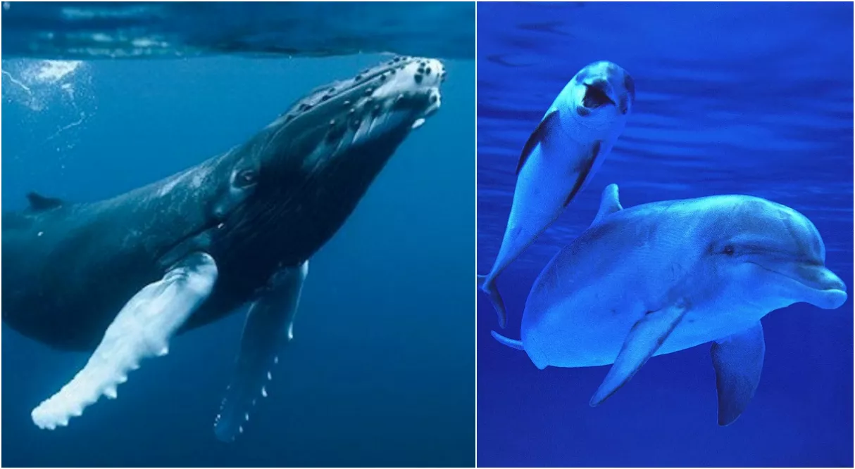 ballena y delfines