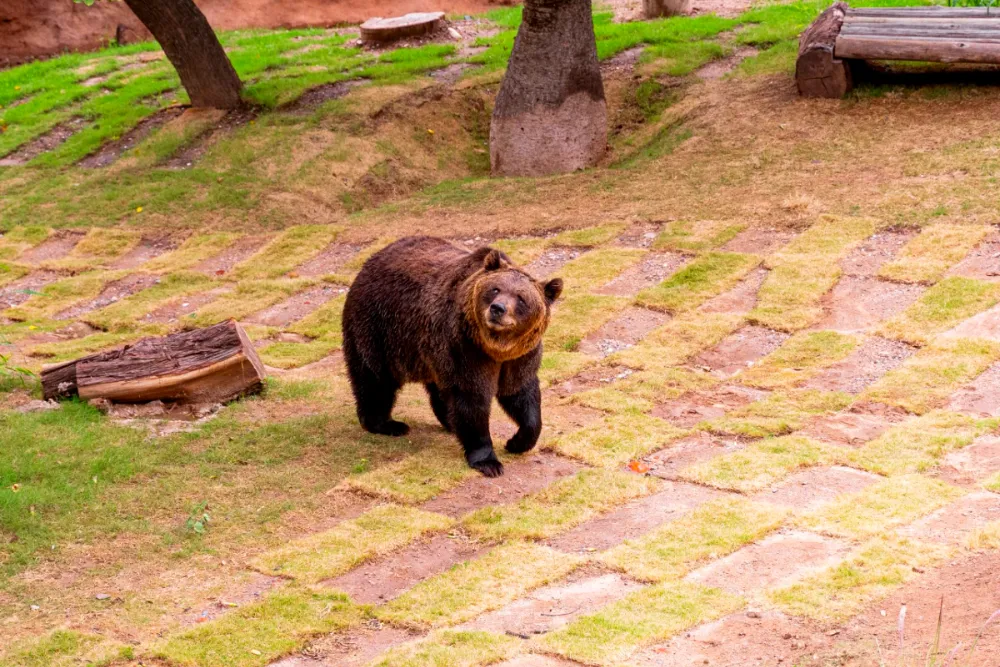 oso koda