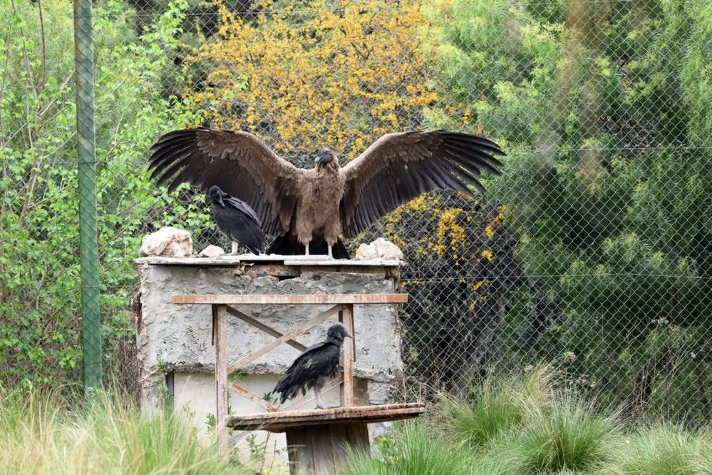 ECOOBJETIVO FOTO CONDOR ANDINO LIBERACION