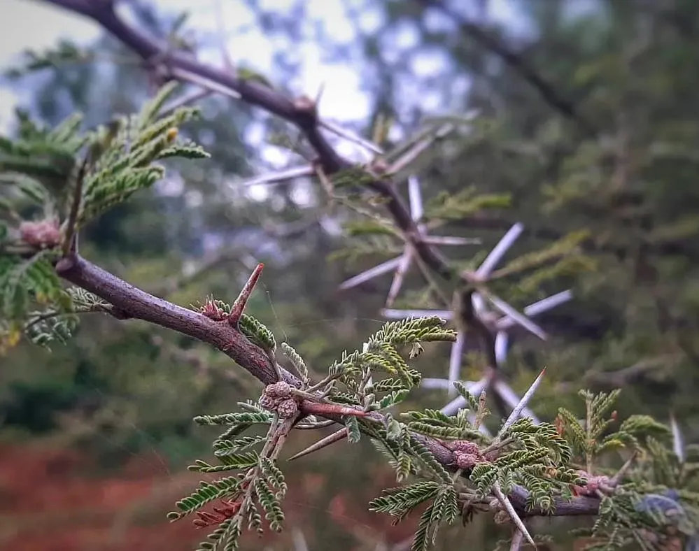 ECOOBJETIVO FOTO OLIVA BOSQUE DE LA LECHUZA 2