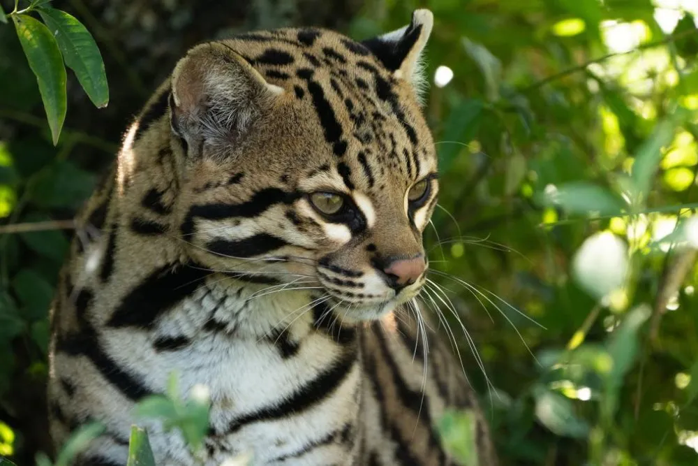 ocelote