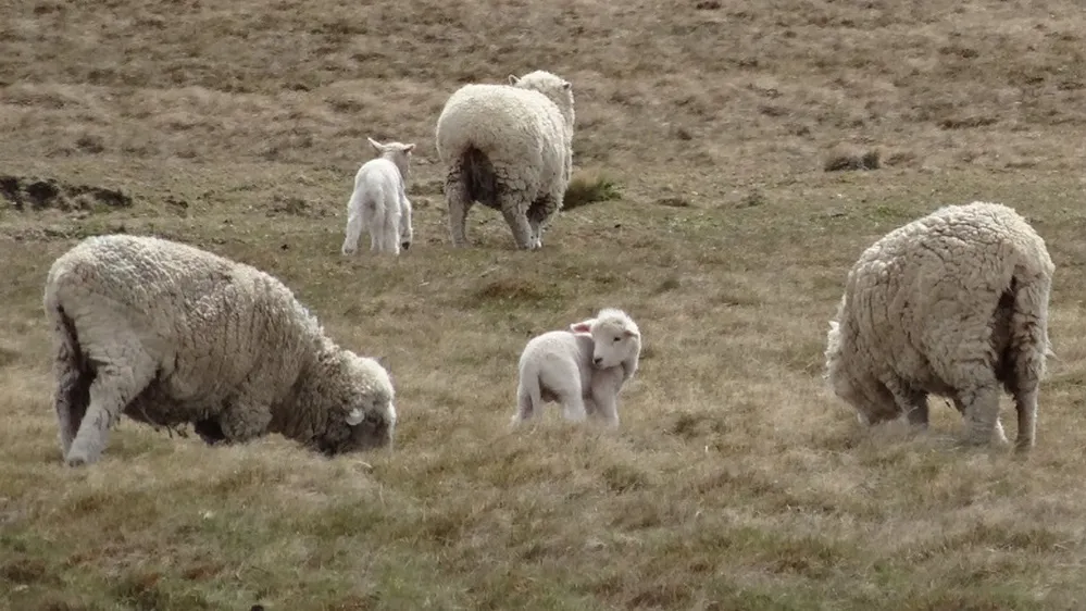 ECOOBJETIVO FOTO GANADERIA  1 patagonia - destacada