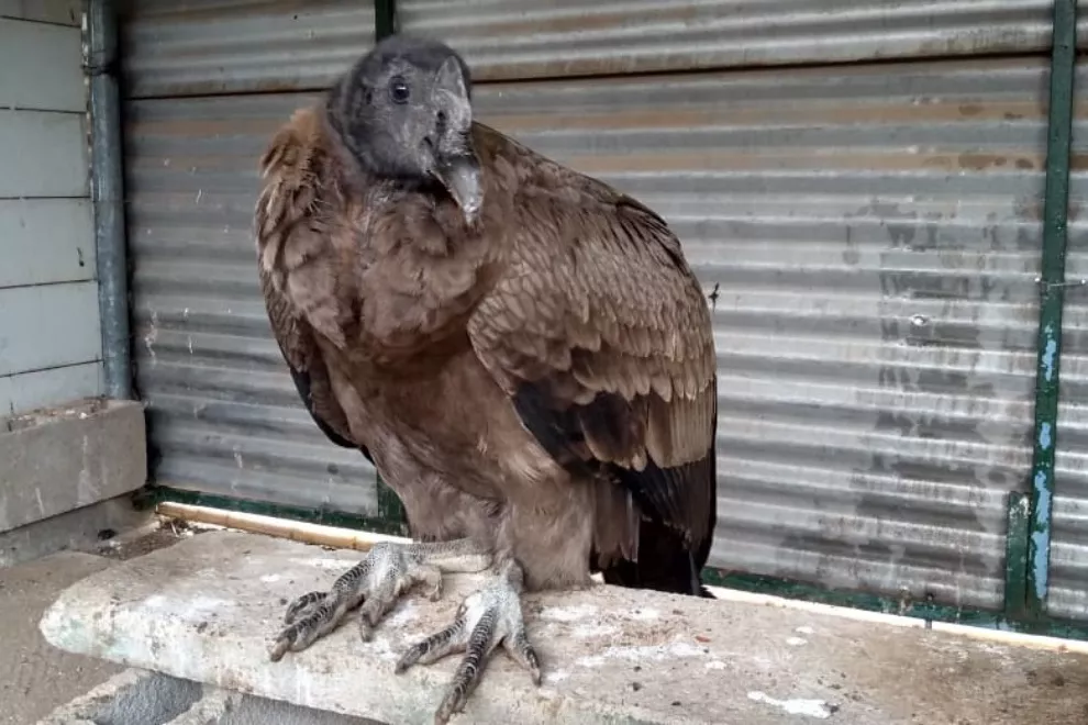 ECOOBJETIVO FOTO CONDOR Condor-recuperado