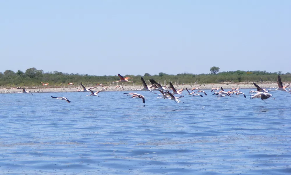 ECOOBJETIVO FOTO ANSENUZA FLAMENCOS LAGUNA 1