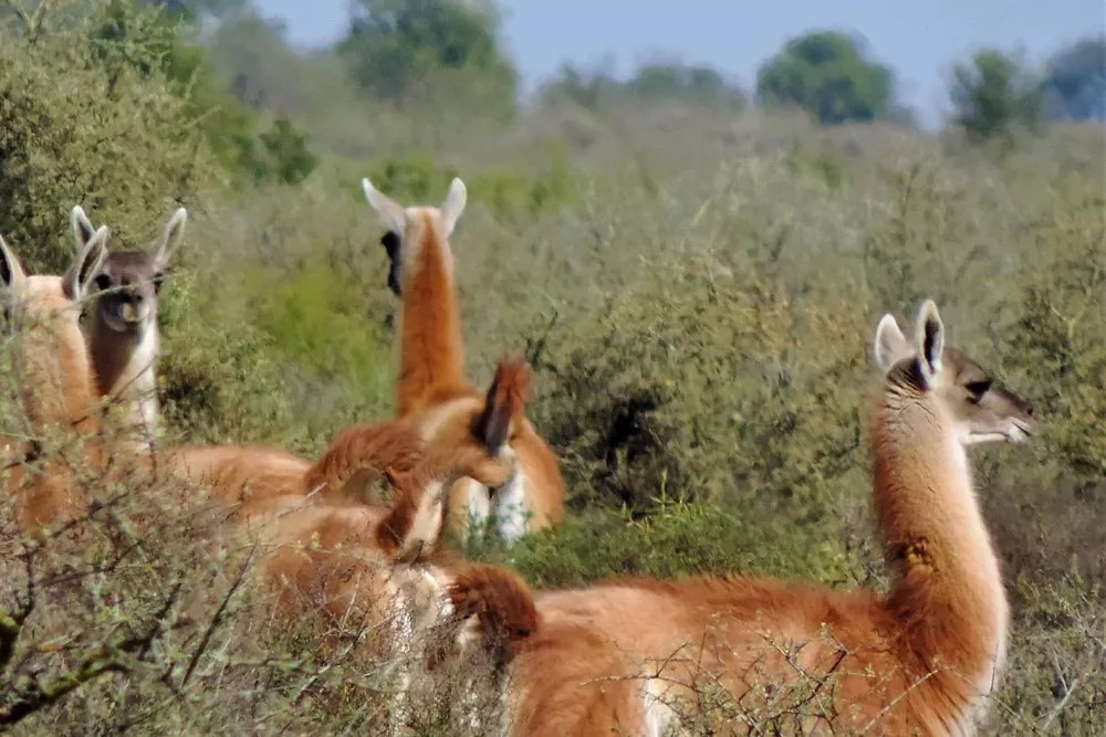 guanacos