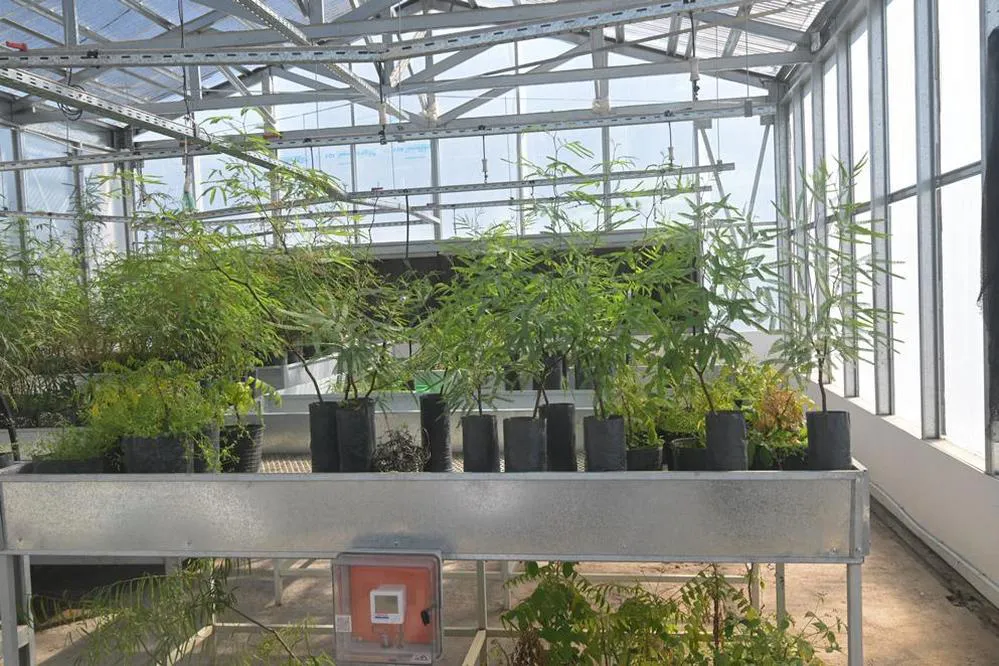 ECOOBJETIVO FOTO CEPROCOR ALGARROBO INVITRO 4