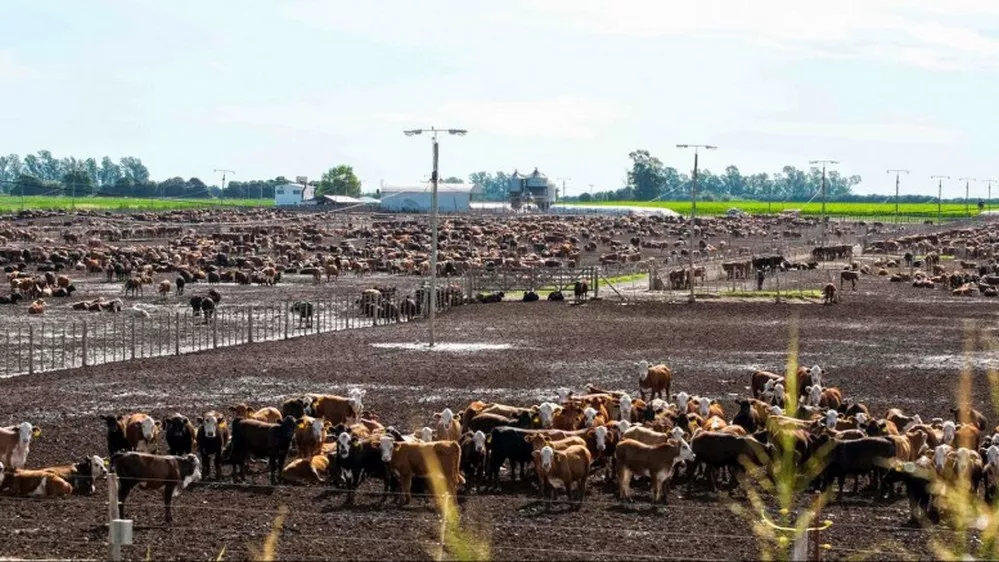 ECOOBJETIVO FOTO GANADERIA IMPACTO AMBIENTAL