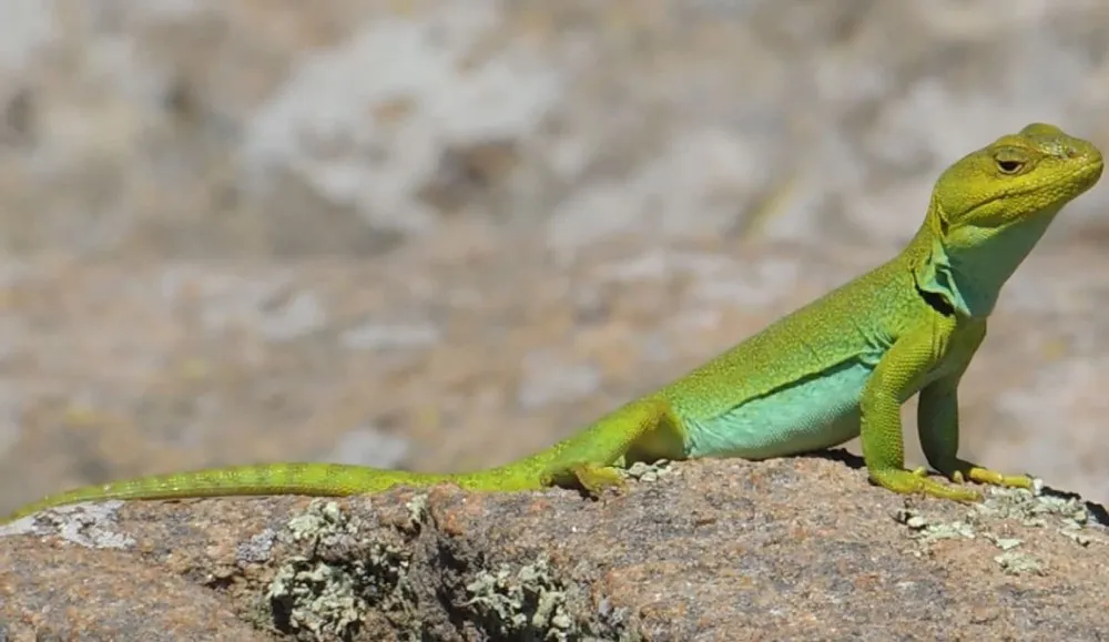 2023-12-07-Comportamiento-lagardo-de-Achala-03-faja