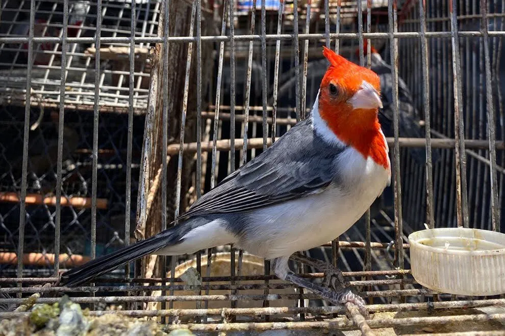 cardenal