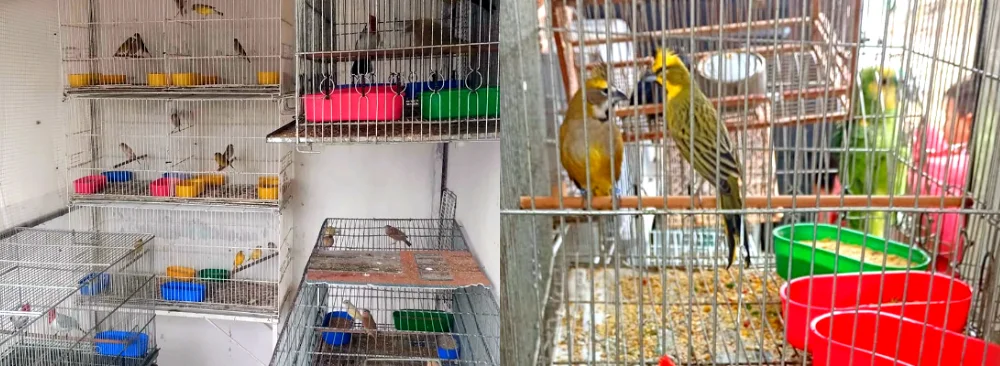 _Aves Silvestres