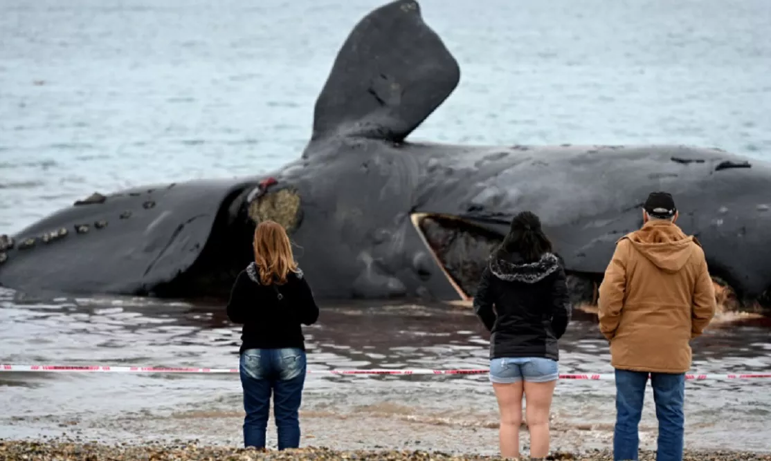 Ballenas Muertas 4