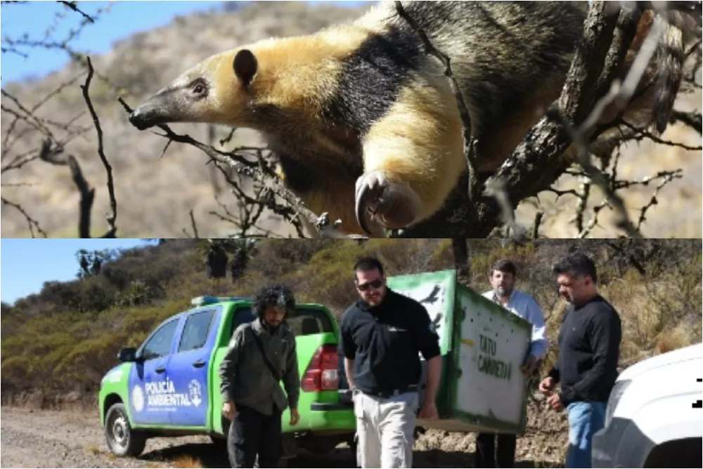 policía ambiental