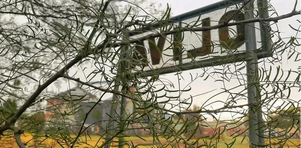 ECOOBJETIVO FOTO OLIVA BOSQUE DE LA LECHUZA 3