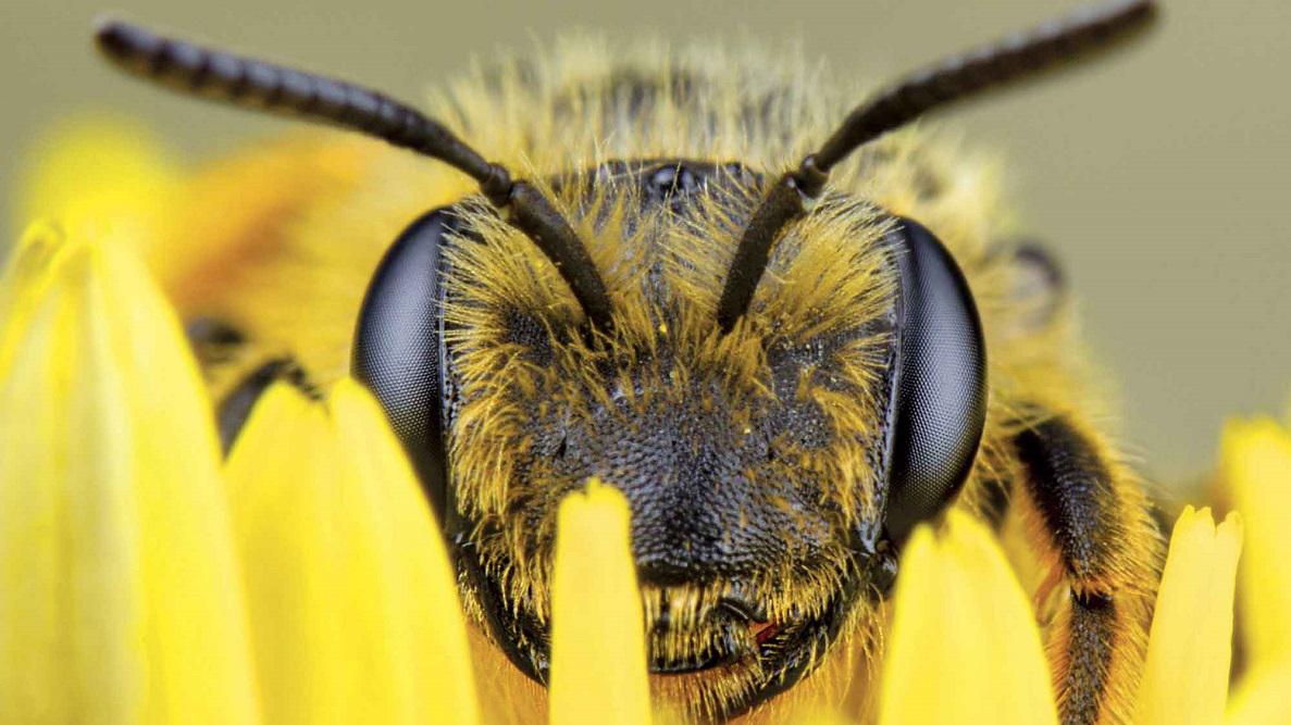 Abejas