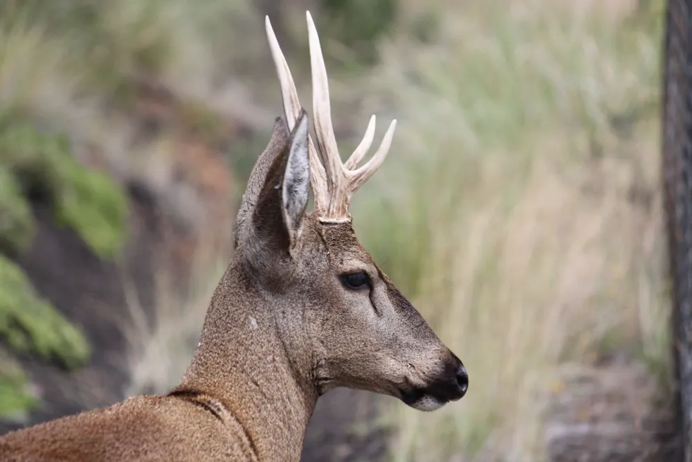 Éxito en la recuperación del Huemul: un proyecto esperanzador en la  Patagonia