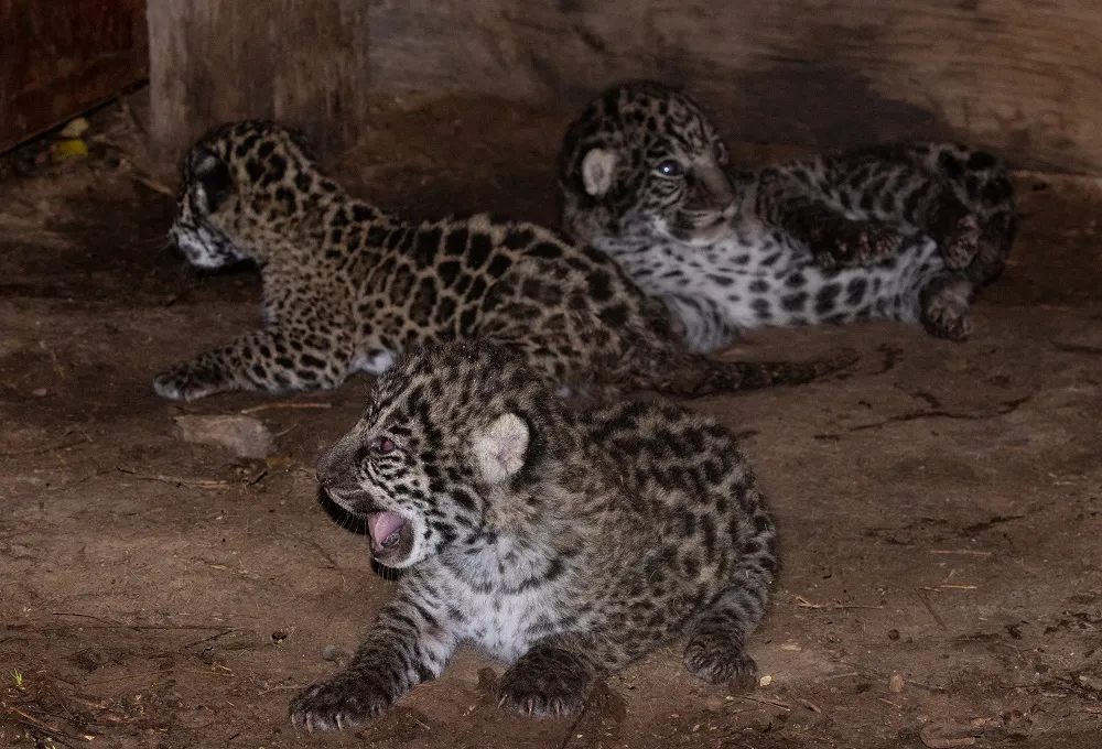 Cachorros Tania 2023-02 - El Impenetrable - Gerardo Cerón_IMG_0560