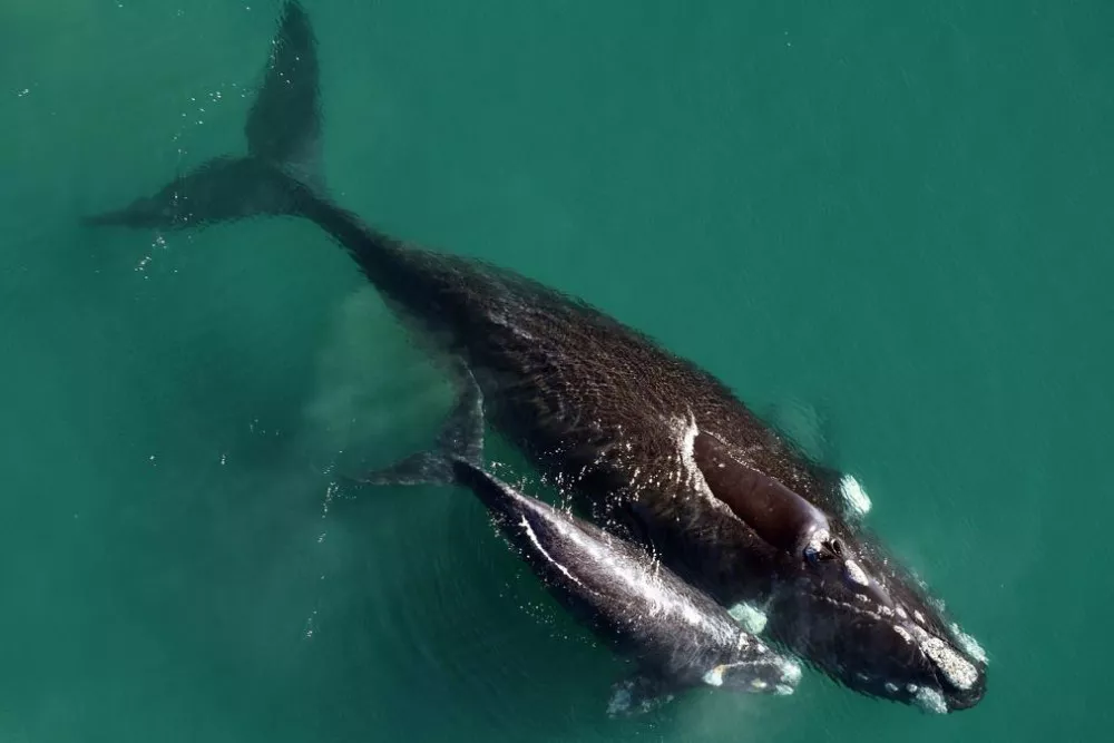 ballenas