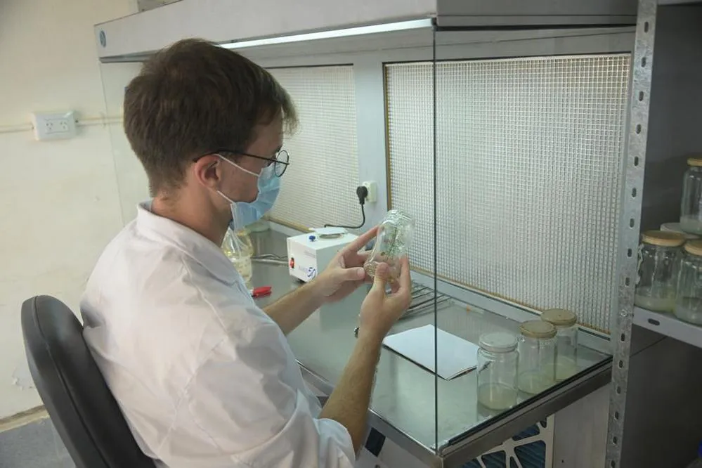 ECOOBJETIVO FOTO CEPROCOR ALGARROBO INVITRO 3