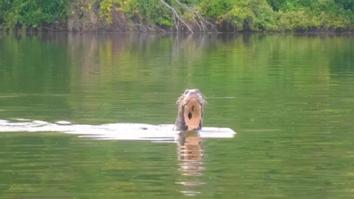 Nutria Gigante especie extinta en Argentina