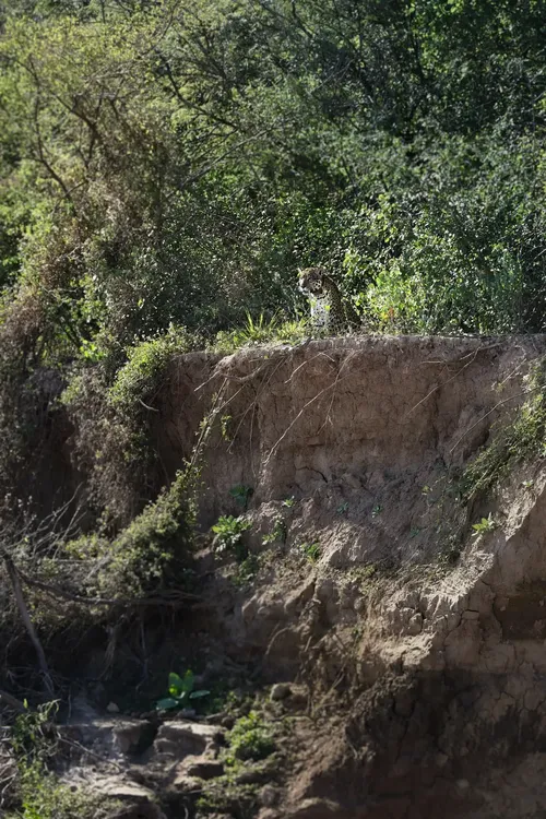 ECOOBJETIVO FOTO YAGUARETE NALA Y CACHORRO Nala y su cachorro 07 2025 - ©Pablo Luna