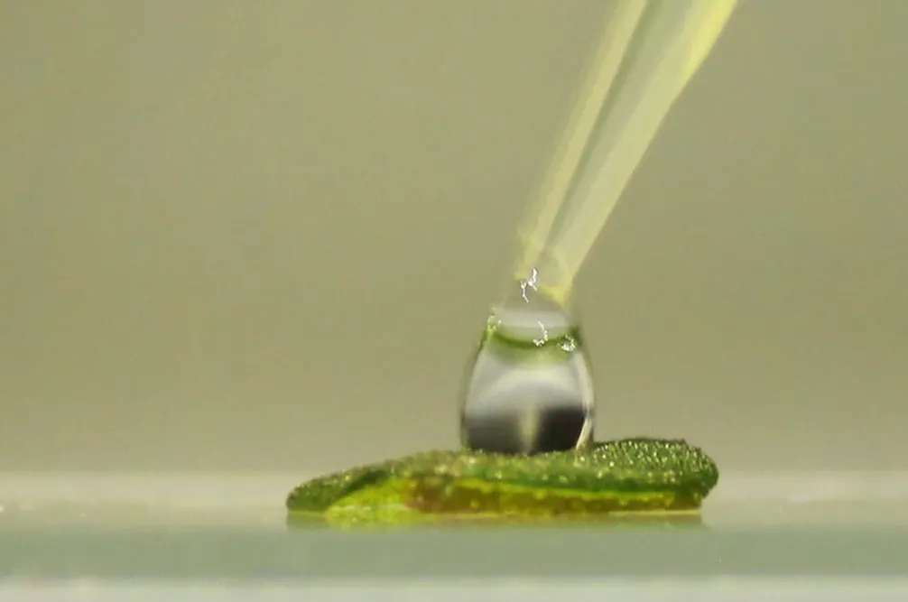 2024-07-11-Membranas-vegetales-para-sustituir-tejidos-humanos-03-fajas-1