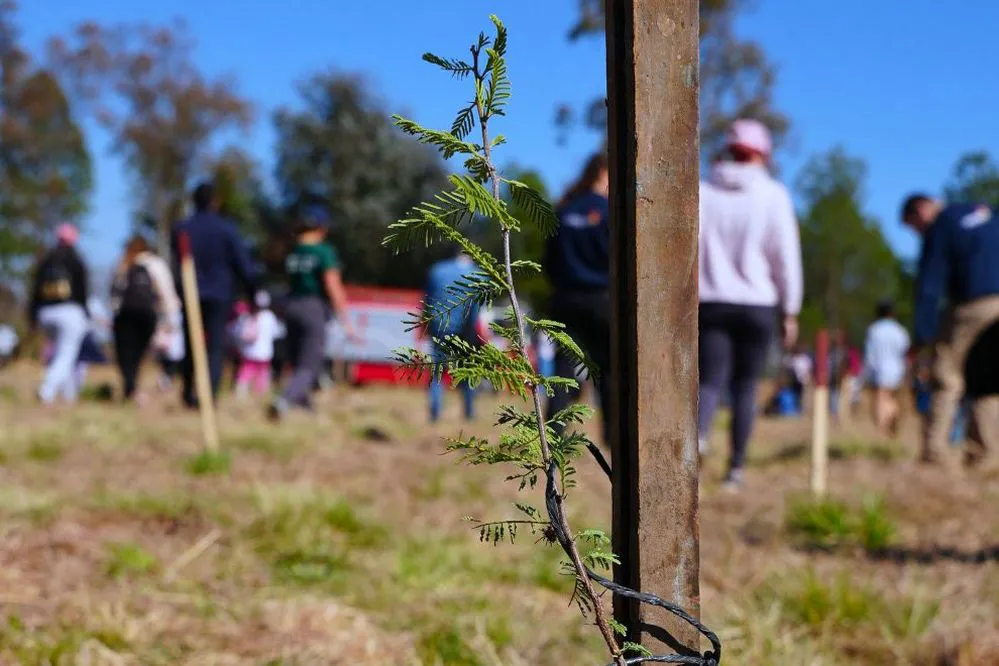 REGION OBJETIVO FOTO RIO TERCERO FORESTACION 2025 2