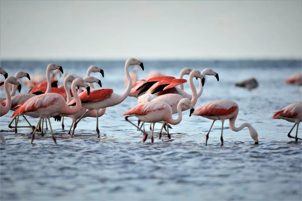 ECOOBJETIVO FOTO ANSENUZA FLAMENCOS 1