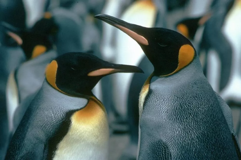 pinguinos