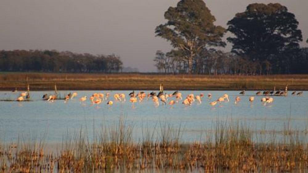 ECOOBJETIVO FOTO FLAMENCOS ARMANDO RENELLA