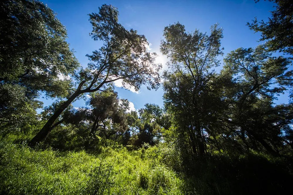 ECOOBJETIVO FOTO FAUBA PARQUE CHAQUEÑO Bosque-c-Yawar-Films-1