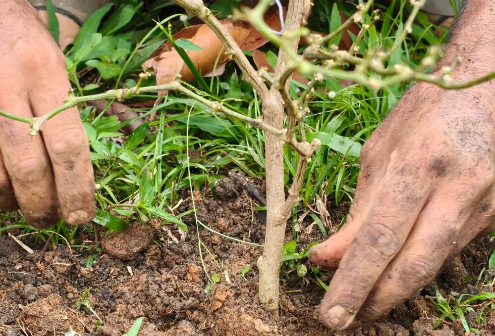 ECOOBJETIVO FOTO SAN JOSE DE LA DORMIDA FORESTACION