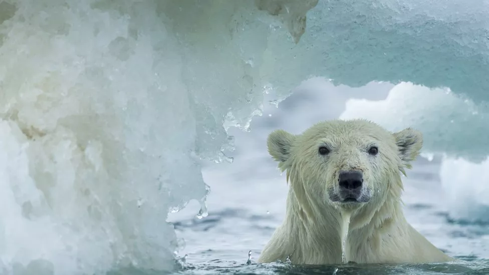 artico-oso-polar