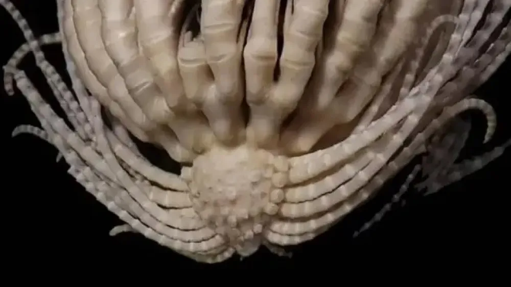 estrella-de-plumas-antartica