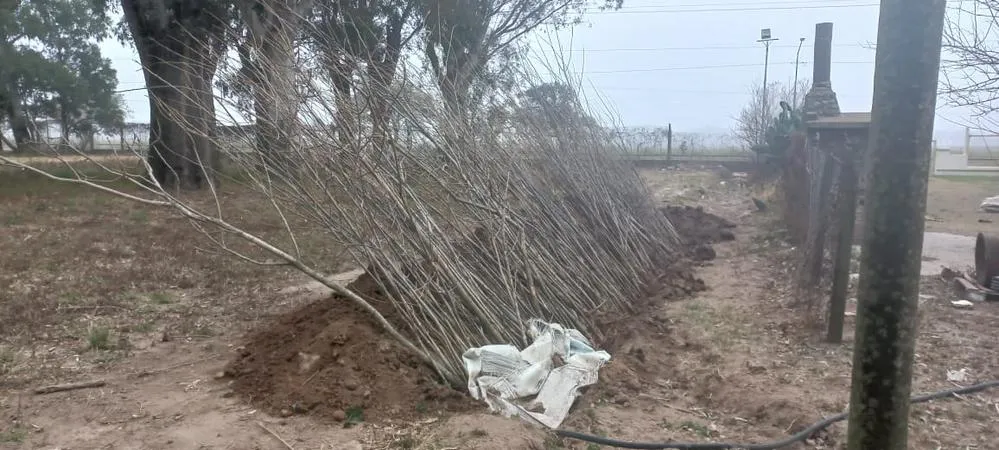 ECOOBJETIVO FOTO VILLA MARIA ARBOLADO BARRIOS 2