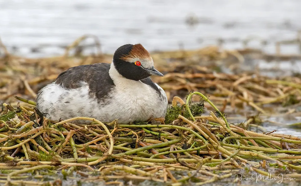 Maca tobiano - Hernán Povedano (1)