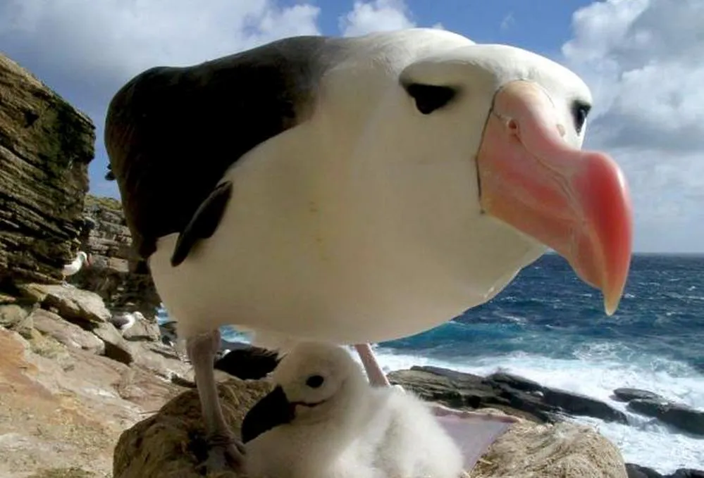 ECOOBJETIVO FOTO DIA MUNDIAL ALBATROS Huevos