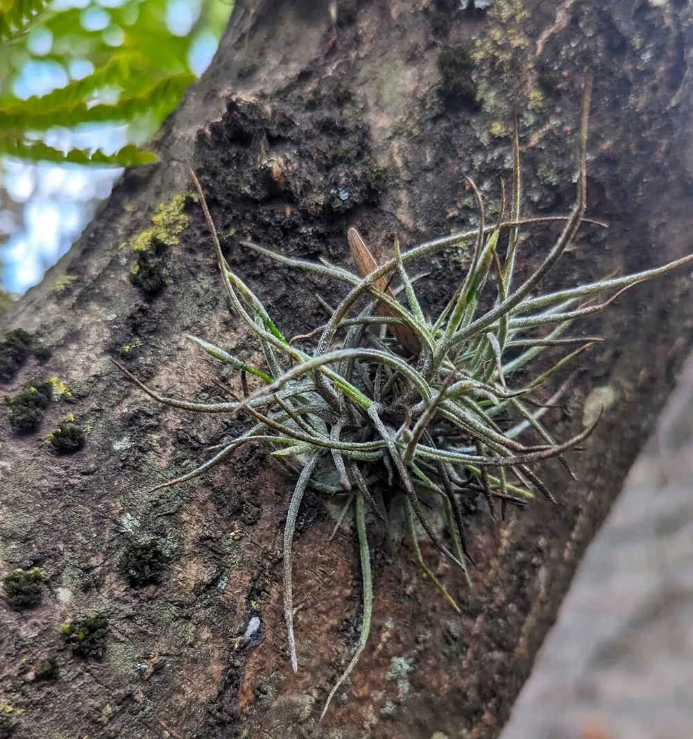 ECOOBJETIVO FOTO EPIFITAS CABA Clavel del Aire a