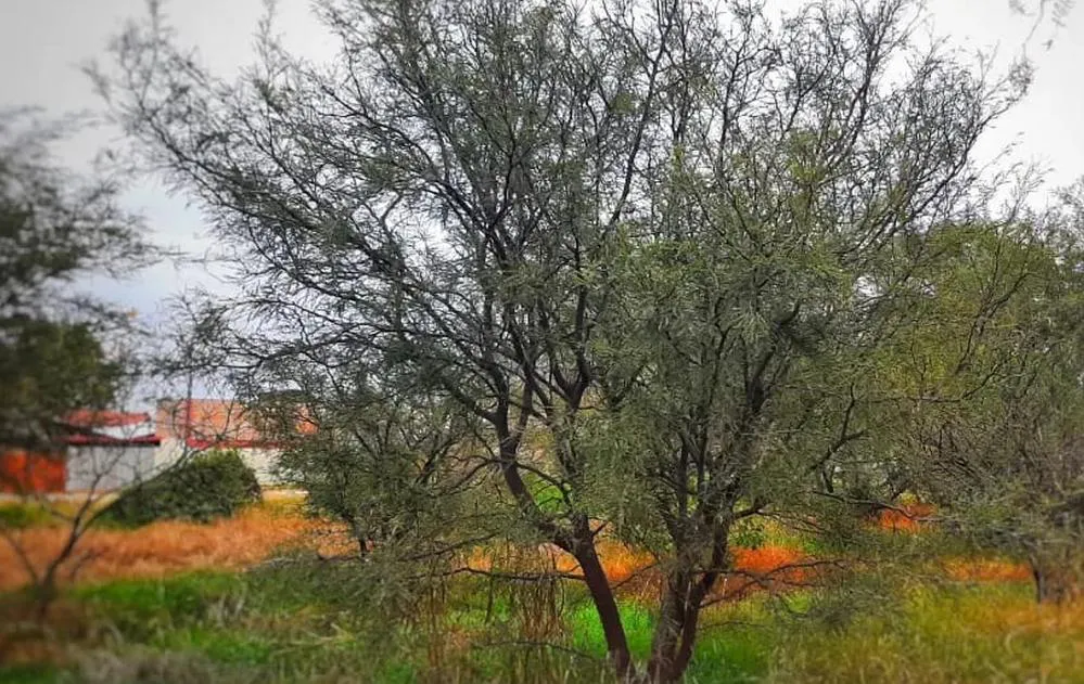 ECOOBJETIVO FOTO OLIVA BOSQUE DE LA LECHUZA 4