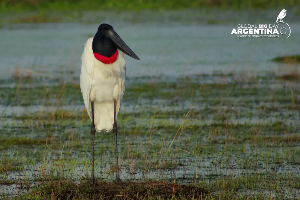 ECOOBJETIVO FOTO GLOBAL BIG DAY galeria_aves_apn_-_gbd_2025_10