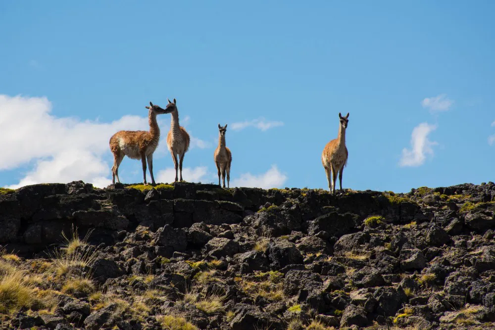 Guanacos en el Parque Patagonia Argentina 03 © Franco Bucci - Rewilding Argetina