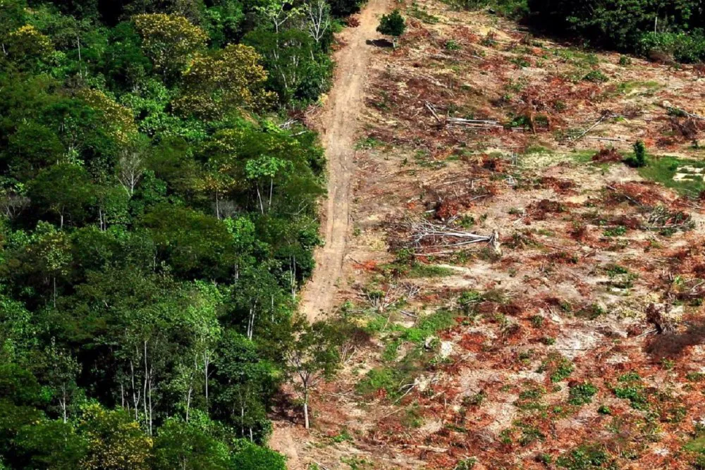deforestacion