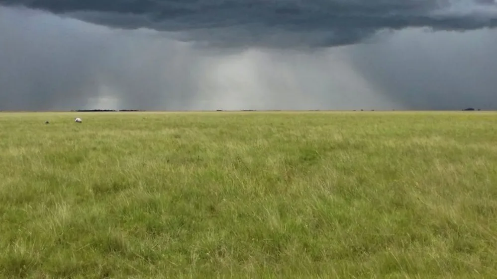ECOOBJETIVO FOTO PASTIZALES SUDAMERICA mapbiomas-destacada (cr Pedro Tognetti)