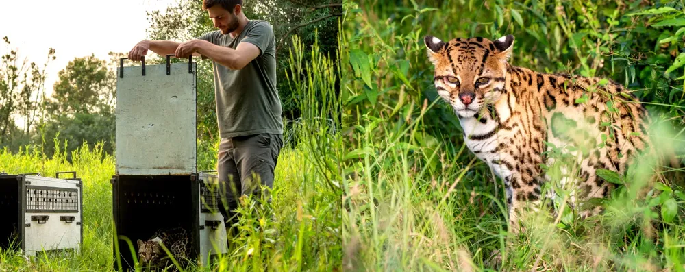 ocelote macho fue liberado
