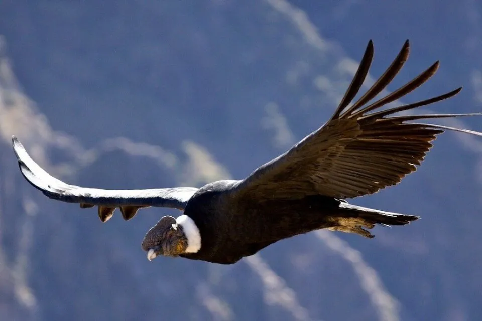 272570-condorandino-1000-1100