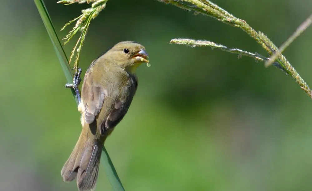 ECOOBJETIVO FOTO PASTIZALES AMBA 2reservas-corbatita (foto N Franco)